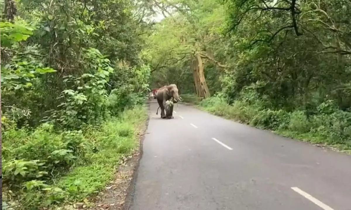 Himachal:  चार राष्ट्रीय उद्यानों में वन्यजीव गलियारे का सुझाव दिया गया