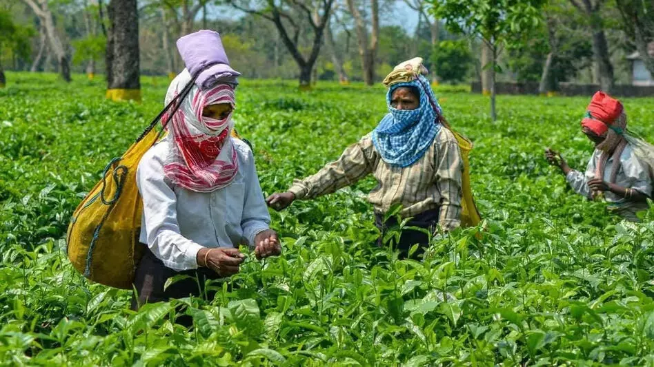 Assam :  सुप्रीम कोर्ट ने असम के मुख्य सचिव को तलब किया