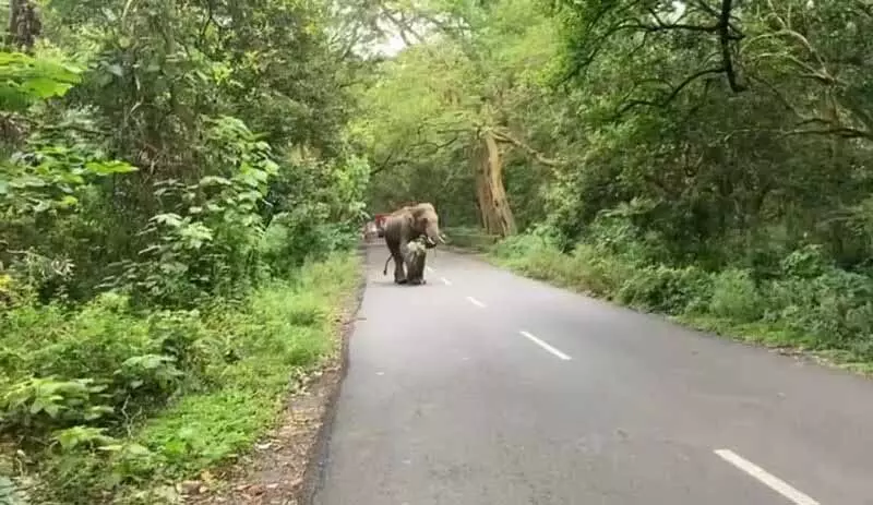 Himachal: चार राष्ट्रीय उद्यानों में वन्यजीव गलियारे बनाने का सुझाव दिया