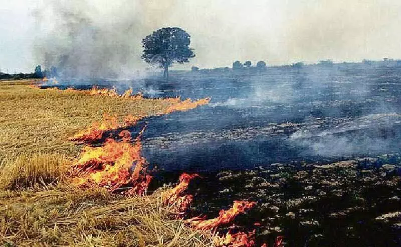 वायु गुणवत्ता में गिरावट के कारण Panchkula में खेत में आग लगने की प्राथमिकी