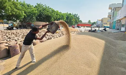 Haryana : झज्जर की अनाज मंडियों से 81 फीसदी बाजरे का उठान हुआ