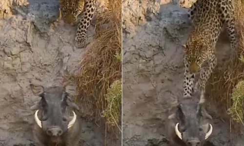 VIDEO: जंगली सूअर के पीछे अचानक कूदा तेंदुआ, फिर जो हुआ...