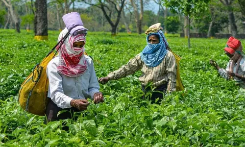 Assam : सुप्रीम कोर्ट ने असम के मुख्य सचिव को तलब किया Assam : सुप्रीम कोर्ट ने असम के मुख्य सचिव को तलब किया