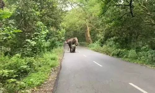 Himachal: चार राष्ट्रीय उद्यानों में वन्यजीव गलियारे बनाने का सुझाव दिया