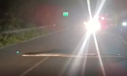 सड़क पर आया विशालकाय अजगर, अटकी लोगों की सांसें, सहम गए