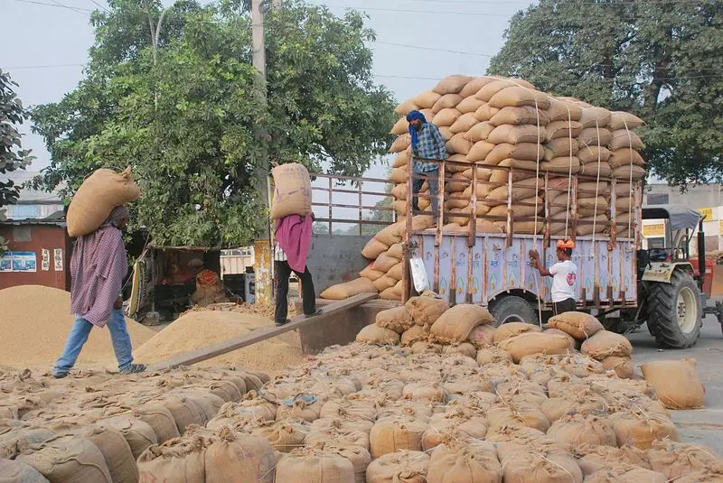 Haryana :  करनाल जिले में 8 दिनों में 3.3 लाख मीट्रिक टन से अधिक धान का उठाव