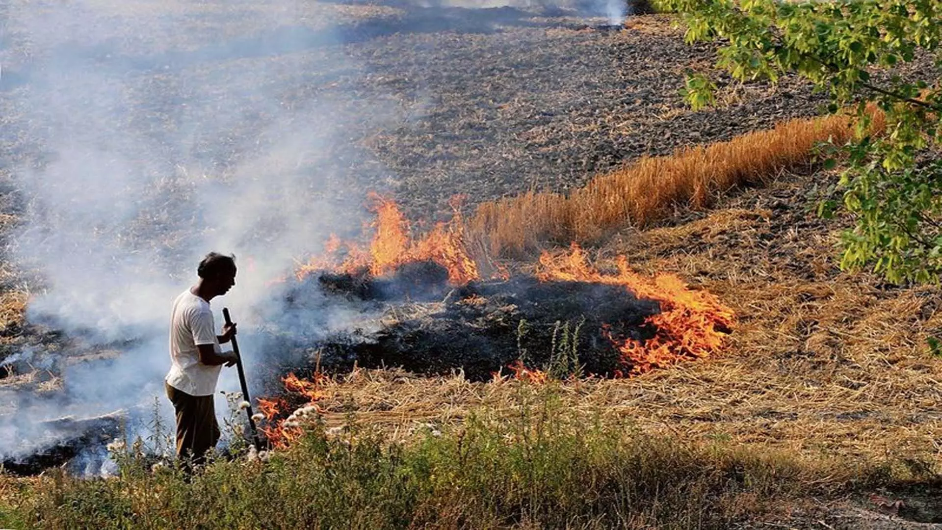 Punjab, Haryana में पराली जलाने को लेकर सुप्रीम कोर्ट ने केंद्र से सवाल किया