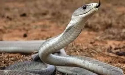 UP News: घर में सो रहे युवक की सांप के काटने से मौत