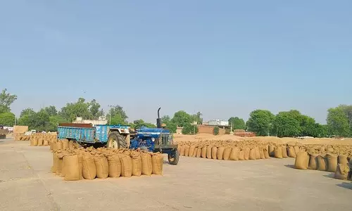 Haryana :  गुरुग्राम में बाजरे की धीमी उठान से किसानों में चिंता बढ़ी
