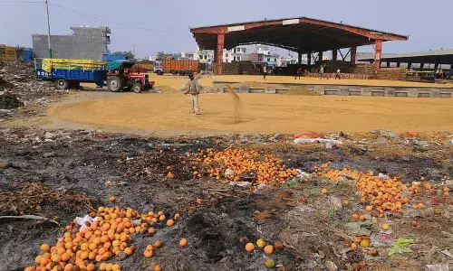 Punjab: कटाई में देरी, किसानों को फसल के वजन में कमी की आशंका