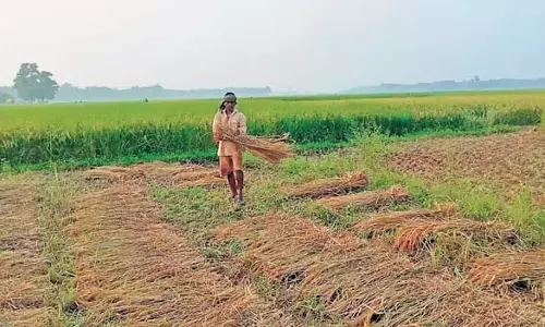Odisha: जगतसिंहपुर में धान, बाजरा किसान तनाव में