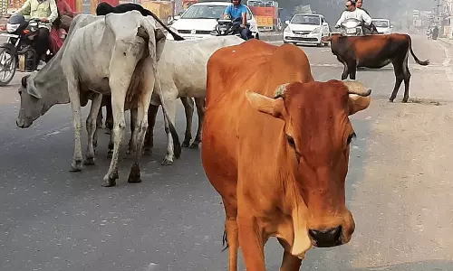 Haryana : हमारे पाठक क्या कहते हैं आवारा मवेशी, कुत्ते यात्रियों के लिए खतरा