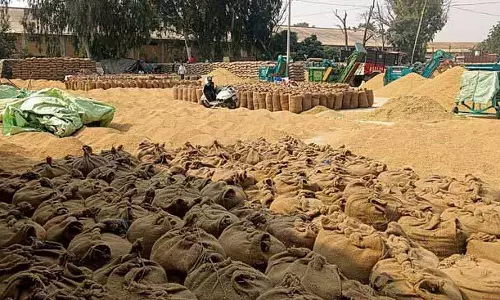 Sangrur जिले में धान में अधिक नमी से खरीद प्रभावित