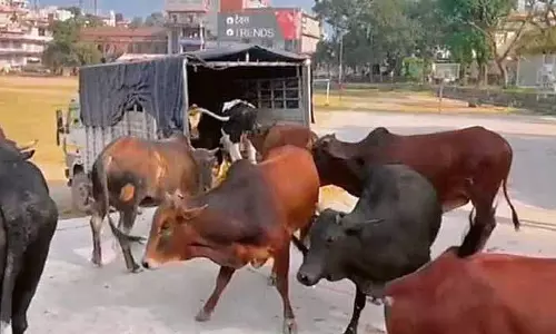 Himachal: आवारा पशुओं को हटाने का अभियान शुरू किया