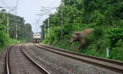 Arunachal : दोईमुख में तेज रफ्तार ट्रेन की चपेट में आकर हाथी की मौत Arunachal : दोईमुख में तेज रफ्तार ट्रेन की चपेट में आकर हाथी की मौत