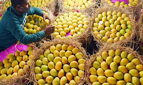 Study: जलवायु परिवर्तन के कारण पहाड़ी राज्यों में फलों के उत्पादन में गिरावट आई, विशेषज्ञ समाधान सुझा रहे
