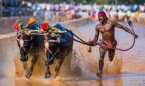 Karnataka सरकार ने राज्यव्यापी कंबाला का बचाव किया Karnataka सरकार ने राज्यव्यापी कंबाला का बचाव किया