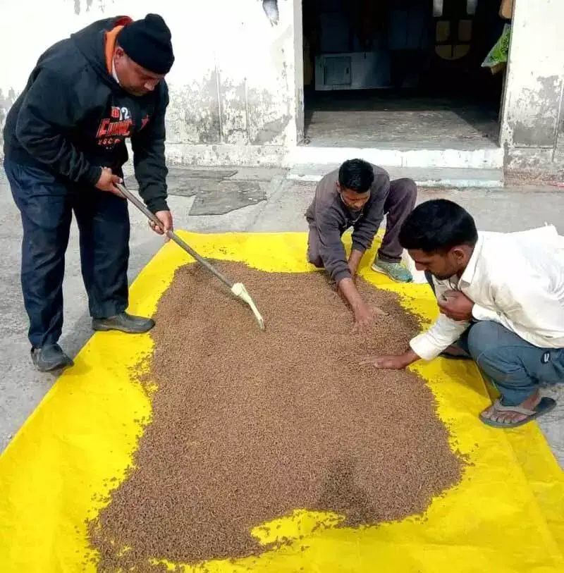 Una में प्रसंस्करण इकाई में मछली आहार उत्पादन शुरू