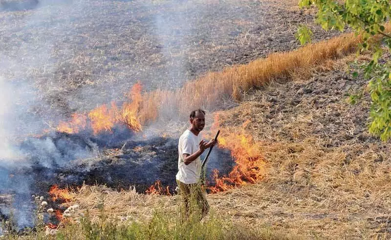 DC ने कहा, होशियारपुर में अब तक पराली जलाने का कोई मामला नहीं