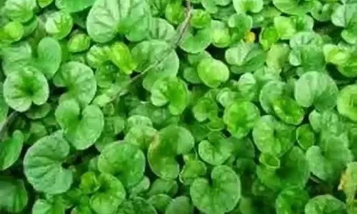 Health: अपने दिमाग को कंप्यूटर जितना तेज बनाने के लिए सुबह उठते ही चबाएं ये पत्ते