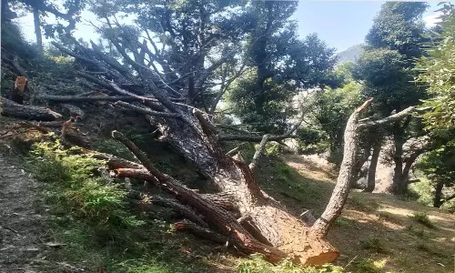 Himachal: चंबा में अवैध कटाई पर वन विभाग की कार्रवाई Himachal: चंबा में अवैध कटाई पर वन विभाग की कार्रवाई