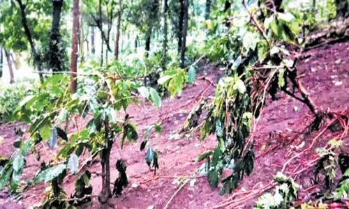 Karnataka: लगातार बारिश से कॉफी उत्पादकों पर मुसीबतों का पहाड़ टूट पड़ा Karnataka: लगातार बारिश से कॉफी उत्पादकों पर मुसीबतों का पहाड़ टूट पड़ा