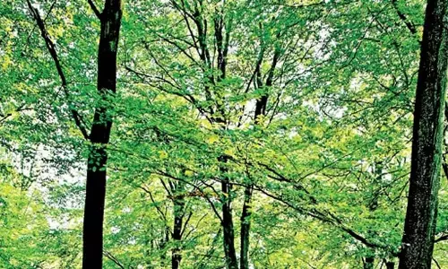Telangana: हाइड्रा वृक्ष संरक्षण पर ध्यान केंद्रित करेगा