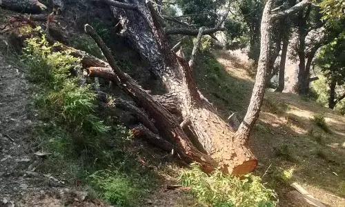 Chamba में अवैध कटाई पर वन विभाग की कार्रवाई