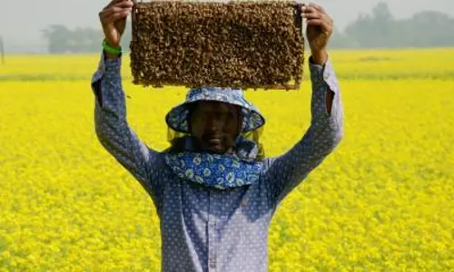 Afghanistan में हर साल 2,200 टन शहद का उत्पादन होता है Afghanistan में हर साल 2,200 टन शहद का उत्पादन होता है