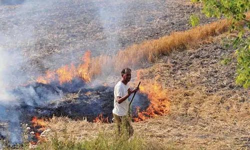 DC ने कहा, होशियारपुर में अब तक पराली जलाने का कोई मामला नहीं DC ने कहा, होशियारपुर में अब तक पराली जलाने का कोई मामला नहीं