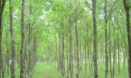 Tripura की अगरवुड ने जापानी प्रतिनिधिमंडल को आकर्षित किया