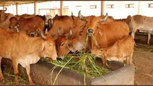 Jaipur: पशुपालन विभाग ने किए 250 करोड़ रुपये के दो एमओयू पर हस्ताक्षर