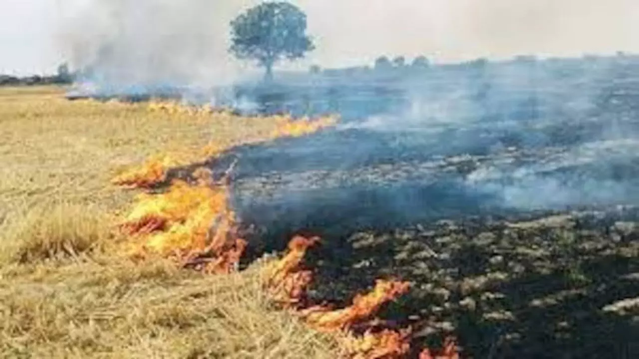 कुरुक्षेत्र में पराली जलाने वाले किसानों के खिलाफ होगी कड़ी कार्रवाई, कृषि विभाग का सख्त आदेश