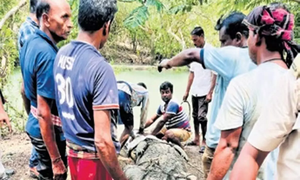 Odisha: बगुलों के बाड़े में सैकड़ों नवजात बगुलों की मौत