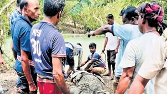 Odisha: बगुलों के झुंड में सैकड़ों बगुले मरे, भीतरकनिका गांव की सड़कें जलमग्न