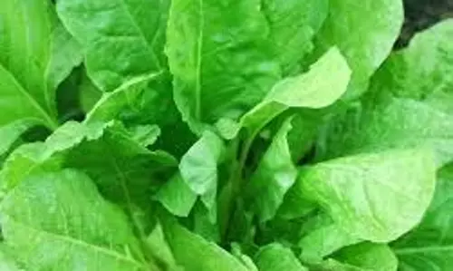 Health Tips: इन लोगों को भूलकर भी नहीं खाना चाहिए पालक Health Tips: इन लोगों को भूलकर भी नहीं खाना चाहिए पालक