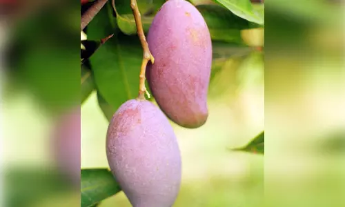 आम के न‍िर्यात से यूपी के बागवानों को मिलेगा बेहतर दाम