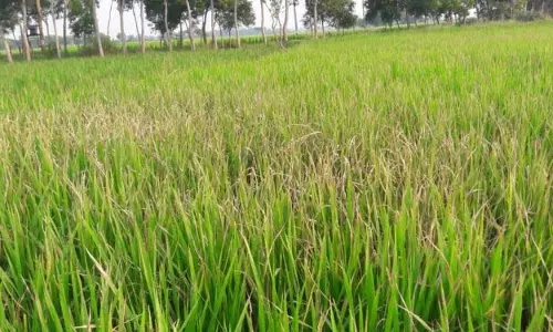 रिजोल्यूशन ने ओडिशा के धान किसानों को होने वाले नुकसान को कम करने के उपाय सुझाए