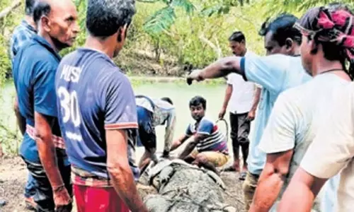 Odisha: बगुलों के झुंड में सैकड़ों बगुले मरे, भीतरकनिका गांव की सड़कें जलमग्न