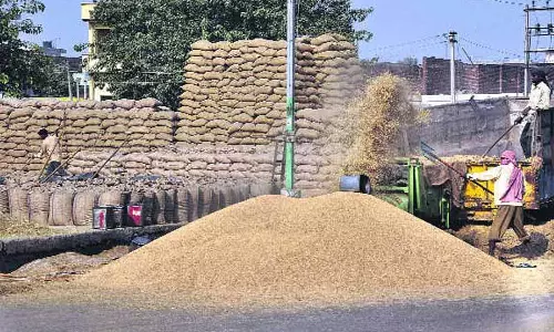 Punjab: मिल मालिकों ने कहा कि वे अपने परिसर में धान का भंडारण नहीं करेंगे