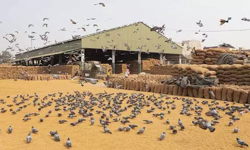 Sangrur से लिए गए चावल के नमूने खाने लायक नहीं पाए गए