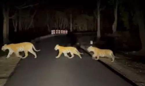 बस्तर से आया बाघिन का वीडियो, साथ में थे शावक भी