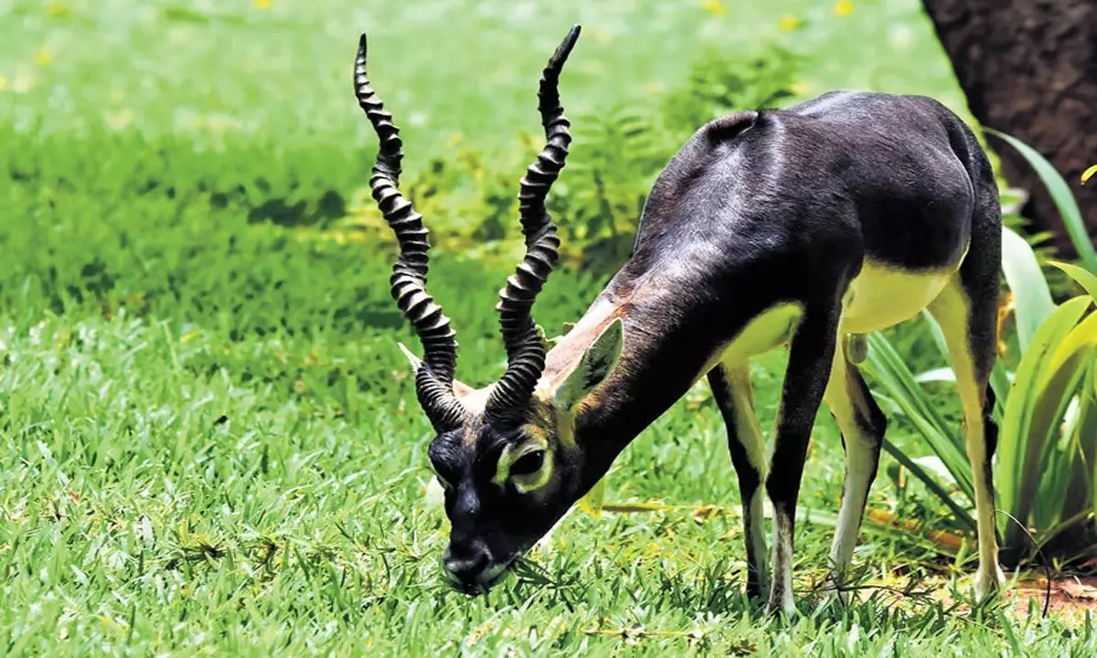 Tamil: आईआईटी मद्रास में सड़क दुर्घटना और बीमारियों से वन्यजीवों को खतरा