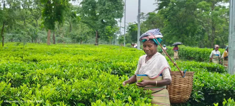 Assam :  उदलगुरी चाय बागान श्रमिकों की कठिनाइयाँ बलिदान, अधूरे सपने और बेहतर जीवन की तलाश