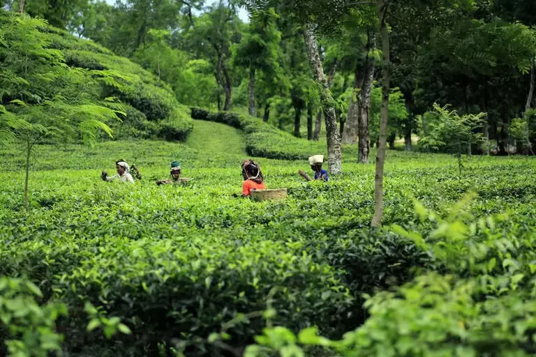 Assam : सोनितपुर जिले में लघु चाय उत्पादक संघ के लिए नई समिति गठित