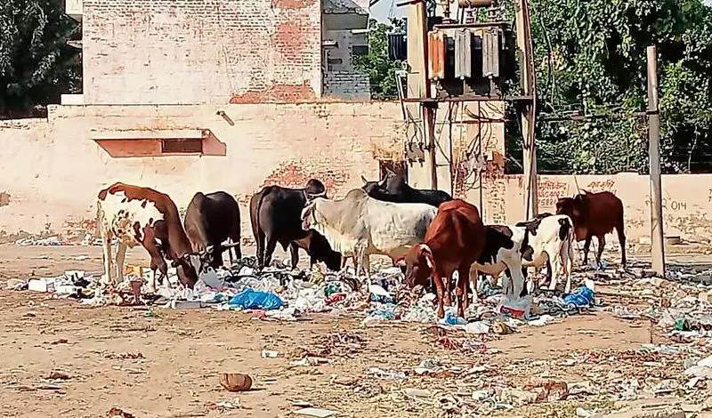 Haryana : हमारे पाठक क्या कहते हैं आवारा पशु चिंता का कारण बन गए