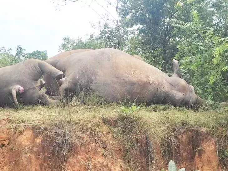 बिजली विभाग की लापरवाही से हाथी का परिवार खत्म