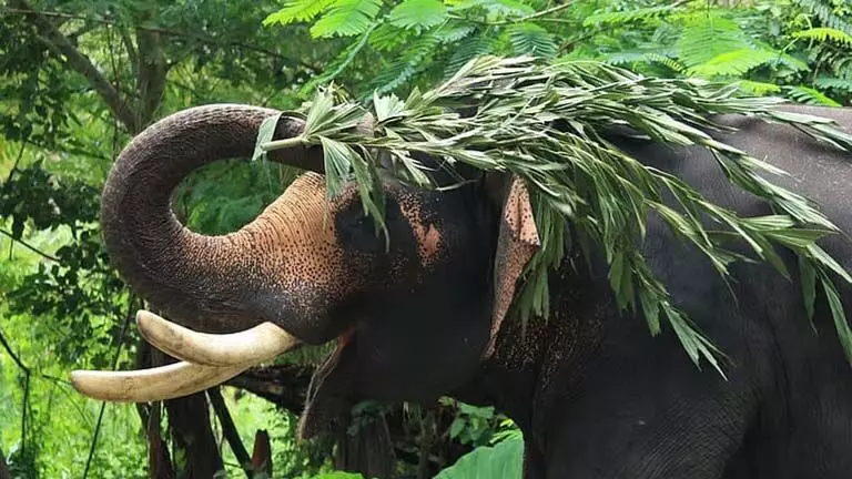 Palli Perunnal के लिए कुन्नमकुलम लाया गया हाथी मारा गया: पिता घायल