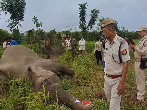 Assam: धान के खेत में जंगली हाथी मृत मिला