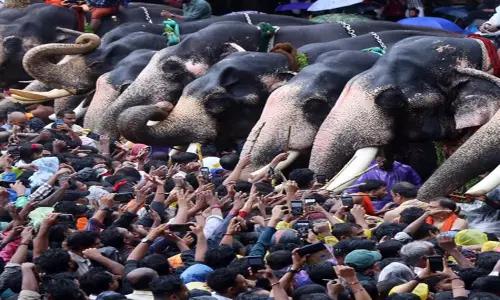 Kerala: केरल उच्च न्यायालय जंबो परेड के लिए दिशा-निर्देश तैयार करेगा Kerala: केरल उच्च न्यायालय जंबो परेड के लिए दिशा-निर्देश तैयार करेगा